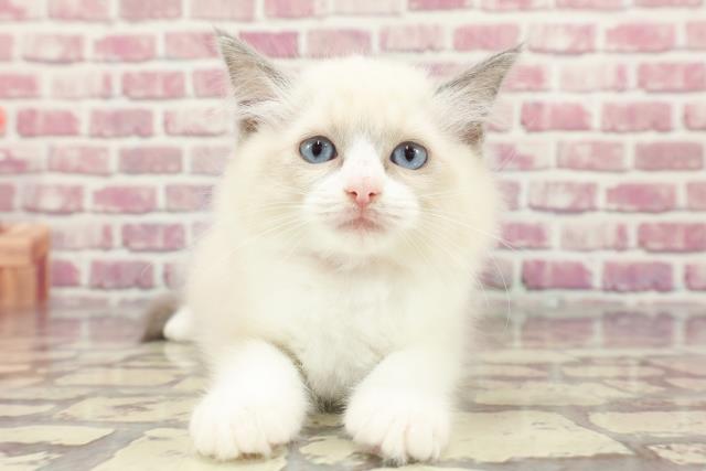 東京都のラグドール (Coo&RIKU広尾店/2024年3月30日生まれ/女の子/ブルーポイントバイカラー)の子猫