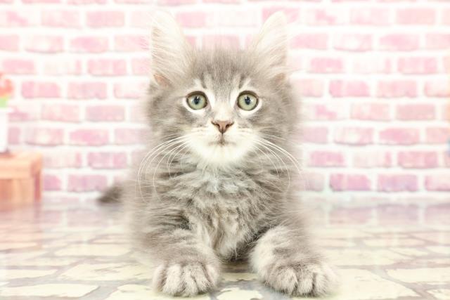 埼玉県のノルウェージャンフォレストキャット (Coo&RIKUアニマルケアセンター大宮/2024年3月20日生まれ/男の子/ブルータビーホワイト)の子猫