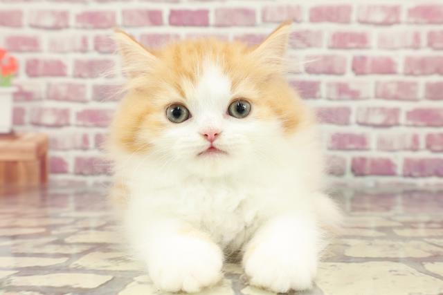 兵庫県のラガマフィン (Coo&RIKU神戸垂水店/2024年3月17日生まれ/男の子/レッドタビーホワイト)の子猫