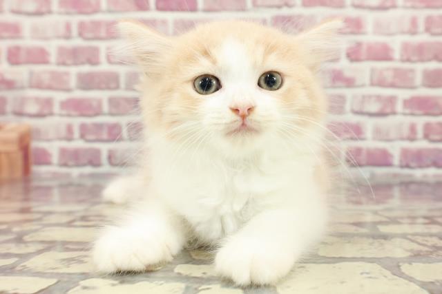 和歌山県のラガマフィン (Coo&RIKU和歌山店/2024年3月26日生まれ/男の子/クリームホワイト)の子猫