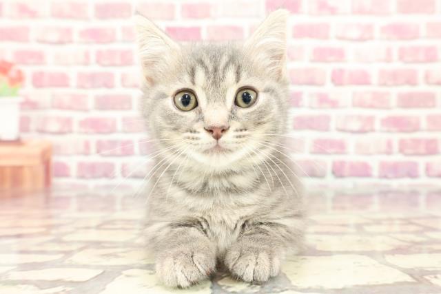 滋賀県のマンチカン (Coo&RIKU長浜店/2024年3月14日生まれ/男の子/ブルータビー)の子猫