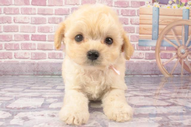 兵庫県のマルプー(マルチーズ×プードル) (Coo&RIKU尼崎店/2024年3月26日生まれ/女の子/クリーム)の子犬
