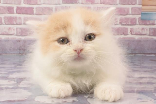 大阪府のブリティッシュロングヘアー (Coo&RIKU天王寺店/2024年3月26日生まれ/男の子/クリームホワイト)の子猫