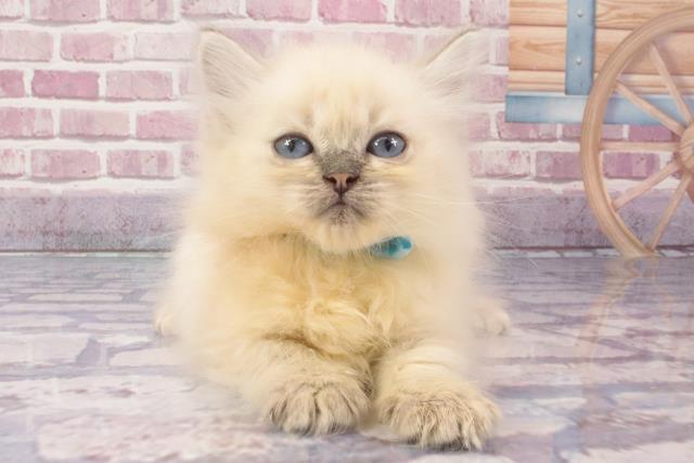 大阪府のネヴァマスカレード (Coo&RIKU梅田店/2024年3月30日生まれ/男の子/ブルーリンクスポイントホワイト)の子猫