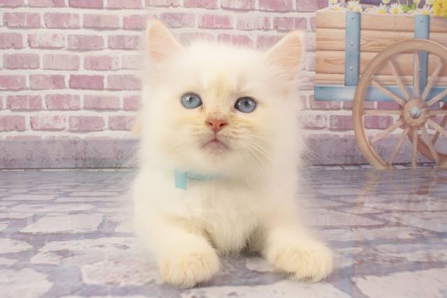 大阪府のネヴァマスカレード (Coo&RIKU茶屋町店/2024年3月30日生まれ/男の子/クリームリンクスポイント＆ホワイト)の子猫