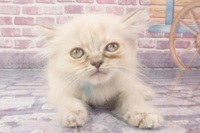 兵庫県のミヌエット (Coo&RIKU尼崎店/2024年3月25日生まれ/男の子/ブルーポイント)の子猫