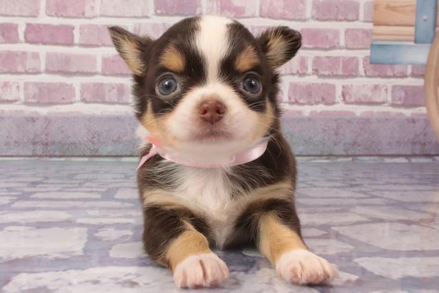 兵庫県のチワワ(ロング) (Coo&RIKU尼崎店/2024年3月31日生まれ/女の子/チョコレートホワイト)の子犬