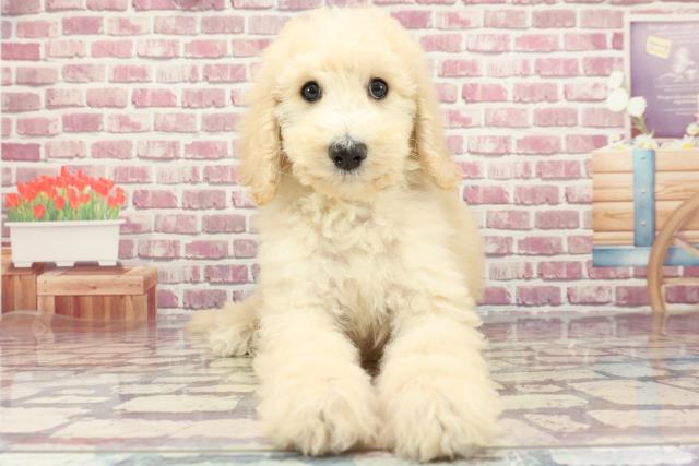北海道のスタンダードプードル (Coo&RIKU札幌東店/2024年3月29日生まれ/男の子/ホワイト)の子犬