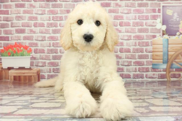福島県のスタンダードプードル (Coo&RIKU郡山店/2024年3月29日生まれ/男の子/ホワイト)の子犬