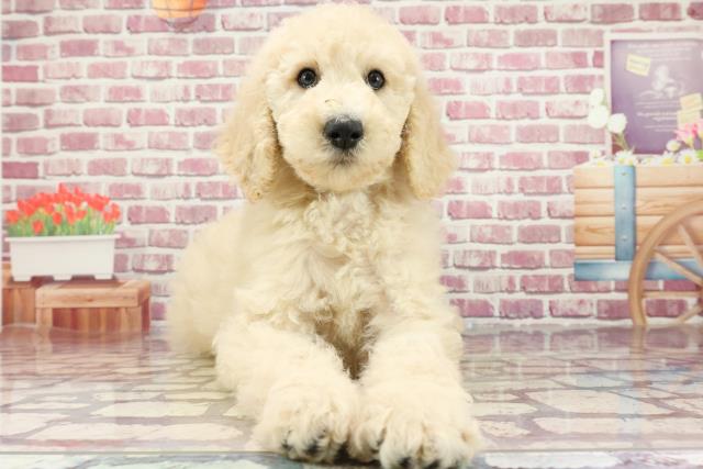 新潟県のスタンダードプードル (Coo&RIKU長岡店/2024年3月29日生まれ/男の子/ホワイト)の子犬