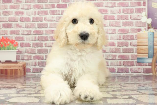 東京都のスタンダードプードル (Coo&RIKU足立本店/2024年3月29日生まれ/女の子/ホワイト)の子犬