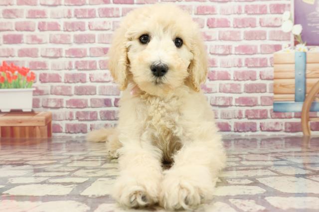 山口県のスタンダードプードル (Coo&RIKUサンパークあじす店/2024年3月29日生まれ/女の子/ホワイト)の子犬