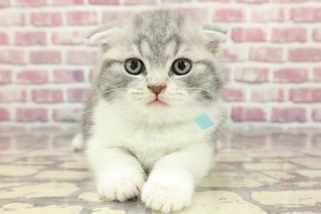 岡山県のスコティッシュフォールド (Coo&RIKU岡山店/2024年3月29日生まれ/男の子/ブルータビーホワイト)の子猫