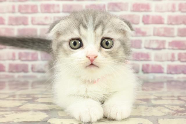 高知県のスコティッシュフォールド (Coo&RIKU高知御座店/2024年3月29日生まれ/女の子/ブルータビーホワイト)の子猫