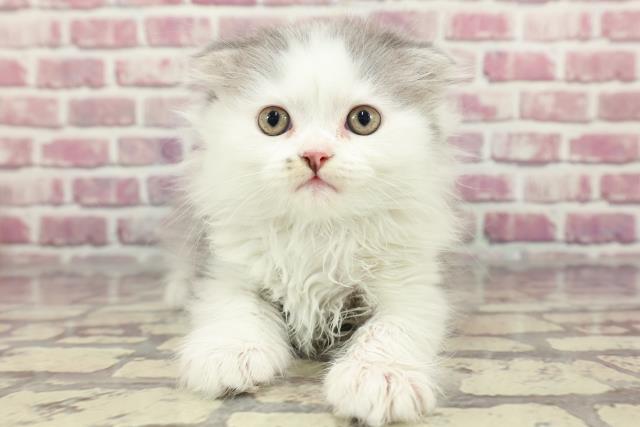 神奈川県のスコティッシュフォールド (Coo&RIKUパウ川崎店/2024年3月30日生まれ/女の子/ブルータビーホワイト)の子猫