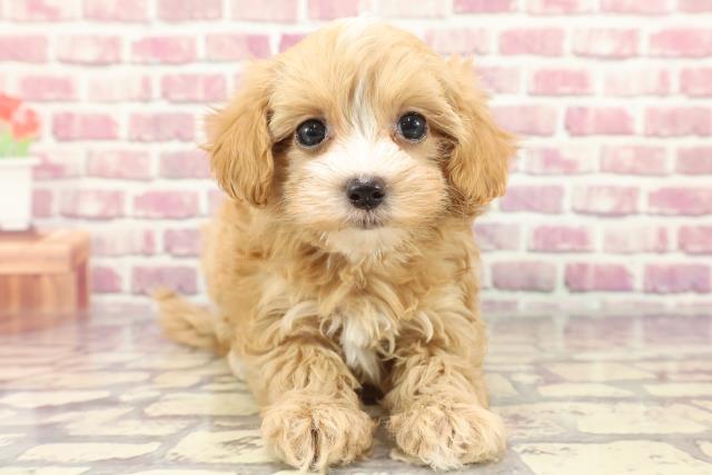 新潟県のマルプー(マルチーズ×プードル) (Coo&RIKU新潟西店/2024年3月31日生まれ/女の子/アプリコットホワイト)の子犬