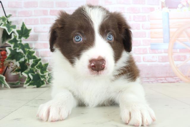 福岡県のボーダーコリー (Coo&RIKU福岡東店/2024年3月31日生まれ/男の子/チョコレートホワイト)の子犬