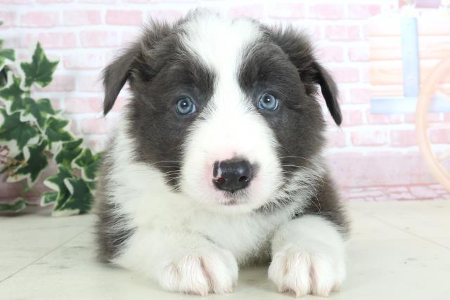 熊本県のボーダーコリー (Coo&RIKU熊本店/2024年3月31日生まれ/男の子/ブルーホワイト)の子犬