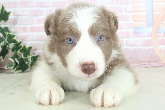 福岡県のボーダーコリー (Coo&RIKU福岡西店/2024年3月31日生まれ/男の子/イザベラホワイト)の子犬