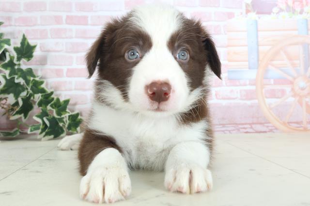 長崎県のボーダーコリー (Coo&RIKU大村店/2024年3月31日生まれ/女の子/チョコレートホワイト)の子犬