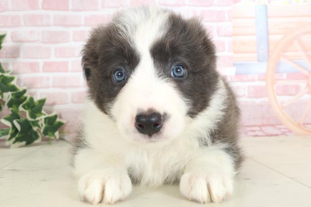 鹿児島県のボーダーコリー (Coo&RIKU鹿児島店/2024年3月31日生まれ/女の子/ブルーホワイト)の子犬