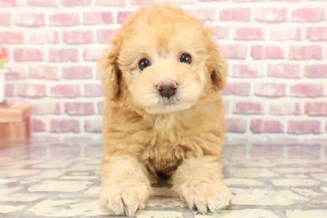 広島県のトイプードル(トイ) (Coo&RIKU広島中央店/2024年3月31日生まれ/女の子/アプリコット)の子犬