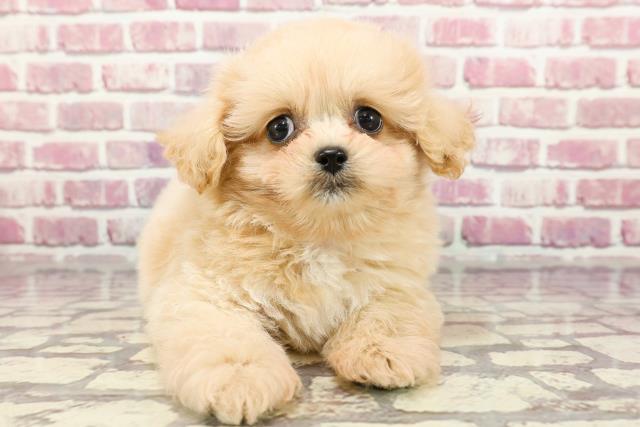 島根県のペキプー(ペキニーズ×プードル) (Coo&RIKU出雲店/2024年3月30日生まれ/女の子/クリーム)の子犬