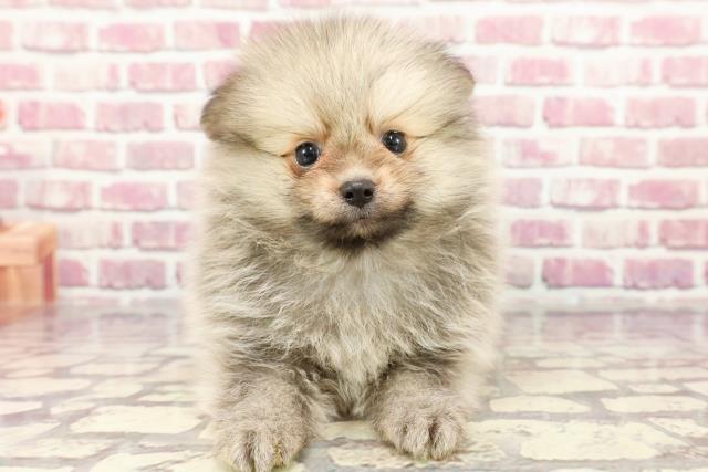 山口県のポメラニアン (Coo&RIKUシーモール下関店/2024年3月30日生まれ/男の子/クリームセーブル)の子犬
