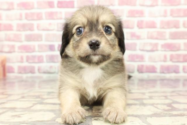 山口県のチワックス(チワワ×ダックス) (Coo&RIKUサンパークあじす店/2024年3月31日生まれ/男の子/シェーデットイエロー)の子犬