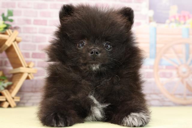 愛知県のポメラニアン (Coo&RIKU東海店/2024年3月30日生まれ/男の子/ブラック)の子犬