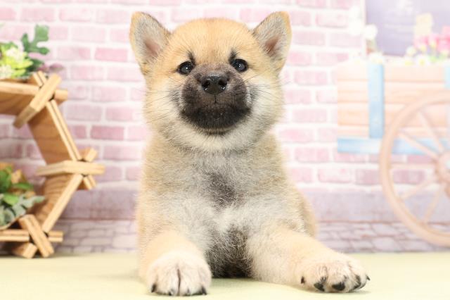 静岡県の豆柴 (Coo&RIKU静岡SBS通り店/2024年3月29日生まれ/男の子/赤)の子犬