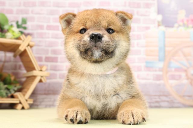 岐阜県の柴犬(標準サイズ) (Coo&RIKU岐阜店/2024年3月31日生まれ/女の子/赤)の子犬
