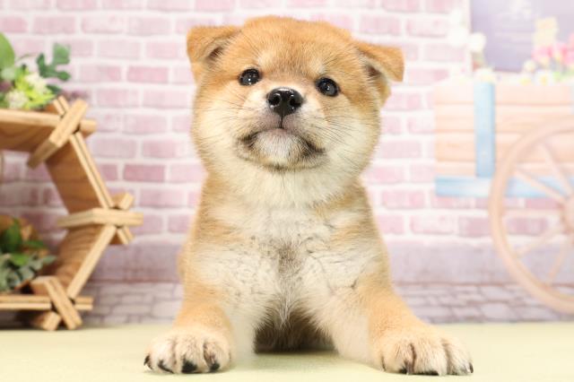 岐阜県の柴犬(標準サイズ) (Coo&RIKU各務原店/2024年3月31日生まれ/男の子/赤)の子犬