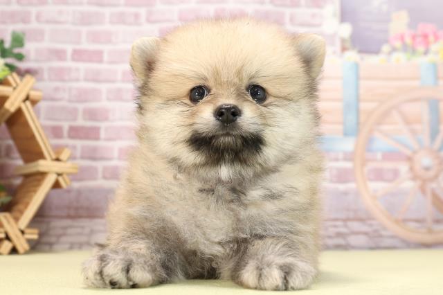 愛知県のポメラニアン (Coo&RIKU豊田店/2024年3月31日生まれ/男の子/クリームセーブル)の子犬
