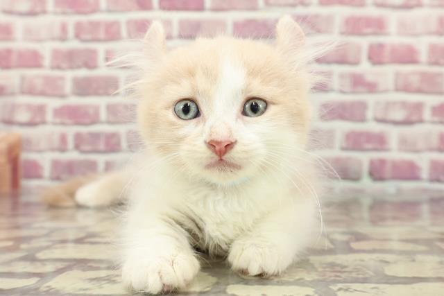 北海道のキンカロー (Coo&RIKU帯広店/2024年3月27日生まれ/男の子/クリームタビーホワイト)の子猫