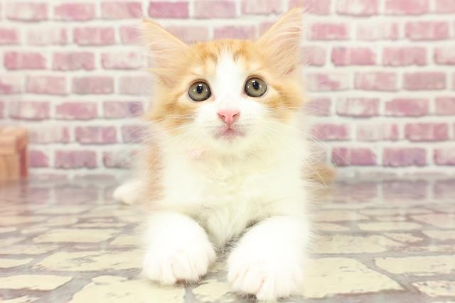兵庫県のノルウェージャンフォレストキャット (Coo&RIKU伊丹店/2024年3月25日生まれ/女の子/レッドタビーホワイト)の子猫