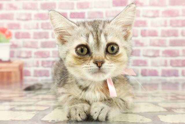 和歌山県のスコティッシュフォールド (Coo&RIKU和歌山店/2024年3月13日生まれ/女の子/シルバーパッチドタビー)の子猫