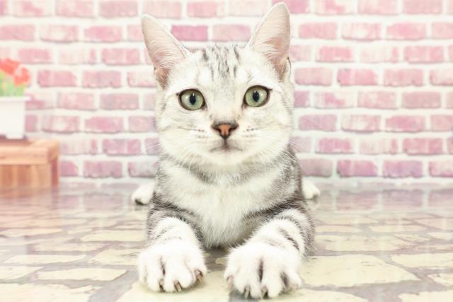 兵庫県のアメリカンショートヘアー (Coo&RIKU明石店/2024年1月20日生まれ/男の子/シルバータビー)の子猫