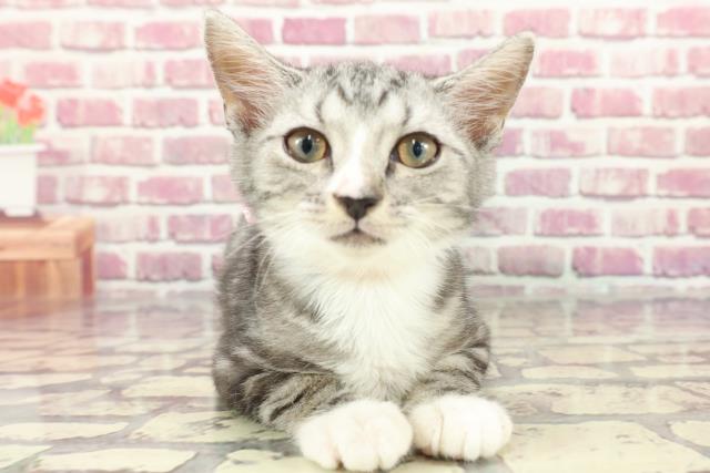 埼玉県のアメリカンカール (Coo&RIKUアニマルケアセンター大宮/2024年2月3日生まれ/女の子/シルバータビーホワイト)の子猫