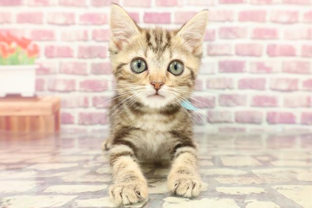 兵庫県のアメリカンショートヘアー (Coo&RIKU神戸垂水店/2024年3月29日生まれ/男の子/ブラウンタビー)の子猫