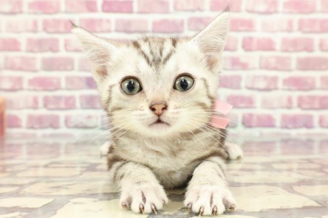 和歌山県のアメリカンショートヘアー (Coo&RIKU和歌山店/2024年3月29日生まれ/女の子/シルバータビー)の子猫