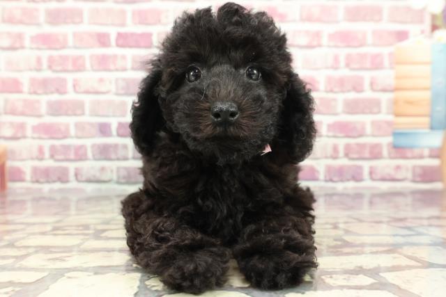 千葉県のトイプードル(トイ) (Coo&RIKU南柏店/2024年3月25日生まれ/女の子/ブラック)の子犬