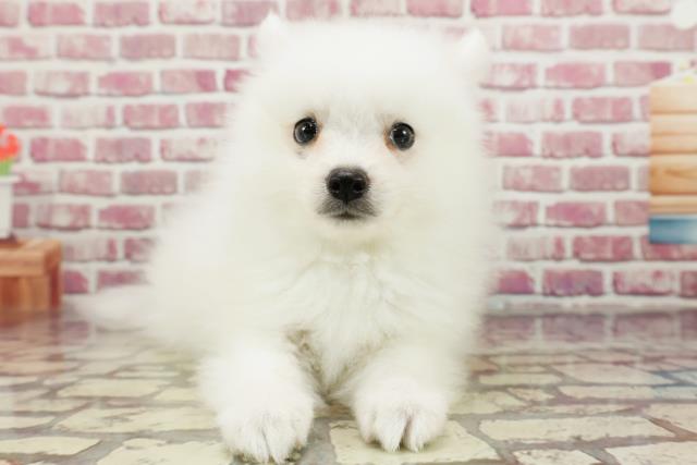茨城県の日本スピッツ (Coo&RIKU牛久店/2024年3月28日生まれ/男の子/ホワイト)の子犬