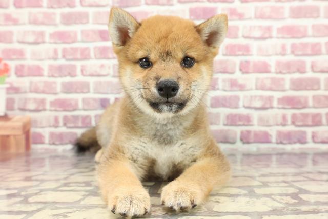 千葉県の柴犬(標準サイズ) (Coo&RIKU南柏店/2024年3月28日生まれ/男の子/赤)の子犬