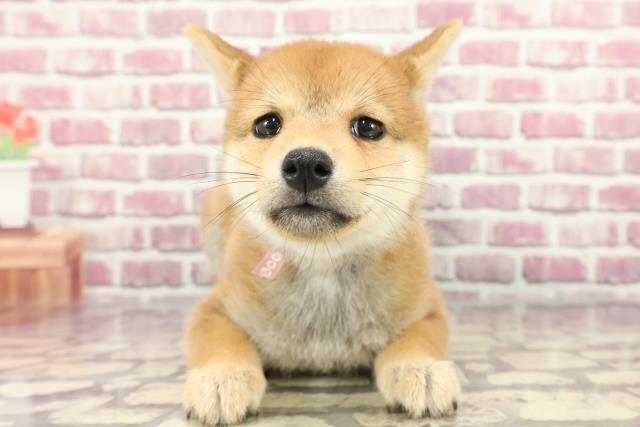 埼玉県の柴犬(標準サイズ) (Coo&RIKU川越店/2024年3月28日生まれ/女の子/赤)の子犬