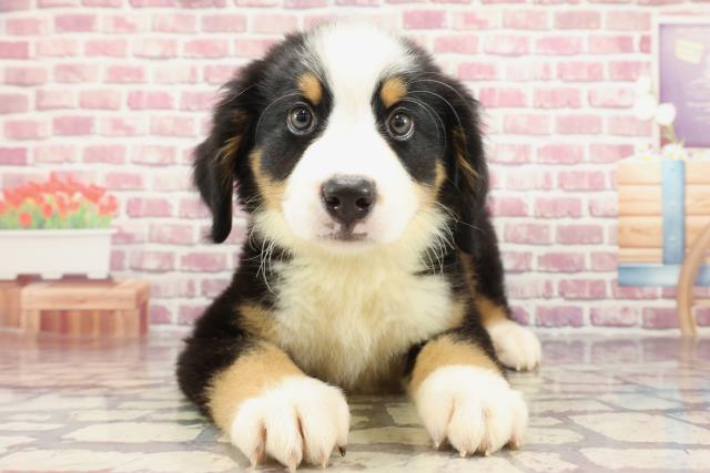 千葉県のバーニーズマウンテンドッグ (Coo&RIKU南柏店/2024年3月15日生まれ/男の子/ブラックラストホワイト)の子犬