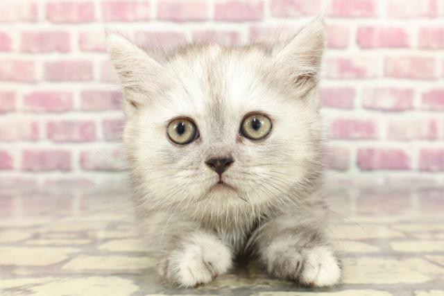 東京都のミヌエット (Coo&RIKU大久保店/2024年3月31日生まれ/女の子/シェーデットシルバー)の子猫