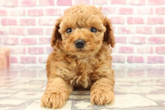 埼玉県のトイプードル(トイ) (Coo&RIKU草加バイパス店/2024年3月30日生まれ/男の子/レッド)の子犬