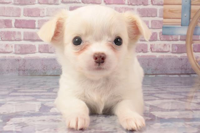 滋賀県のチワワ(ロング) (Coo&RIKU長浜店/2024年3月31日生まれ/女の子/ホワイト)の子犬