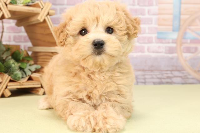 愛知県のハーフ犬 (Coo&RIKU岡崎店/2024年3月28日生まれ/女の子/クリーム)の子犬